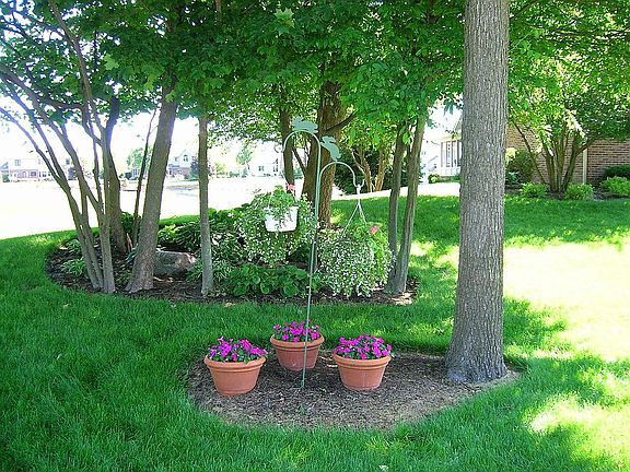 Grove of Trees in Front