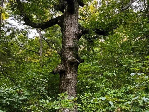 0 Unnamed Rd, Eureka Springs, AR 72632