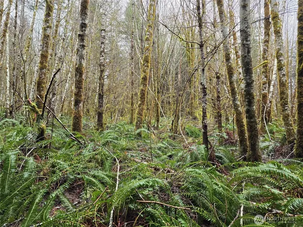 0 Lot 4 W Elk Hill Road, Elma, WA 98541