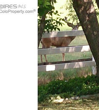 5th image of 459 Marcellina Dr