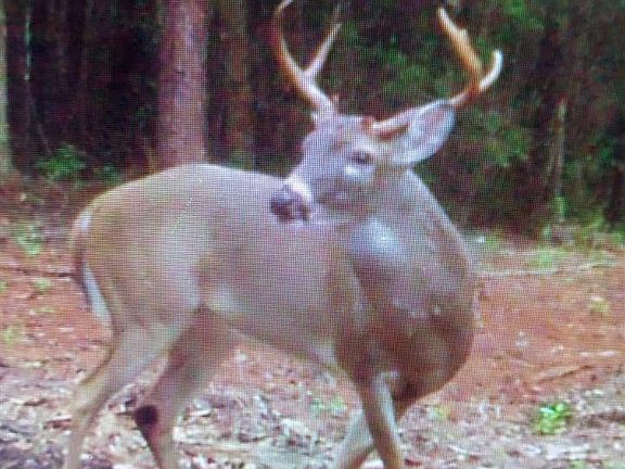 2nd image of 750 Outlaw Bnd