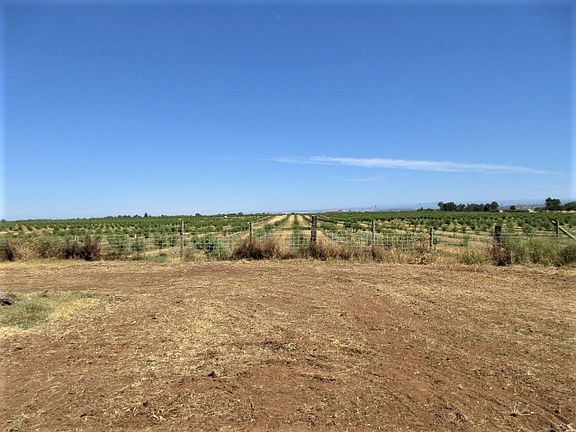 Orchard behind the house