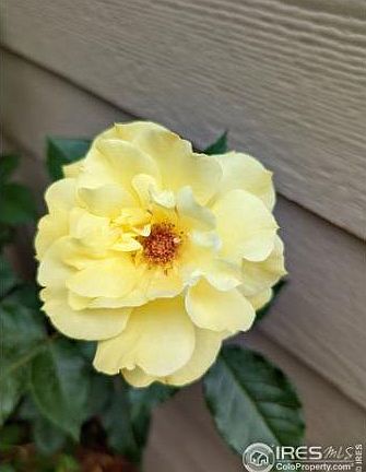 Roses (red, pink and yellow) bloom in the spring and summer!