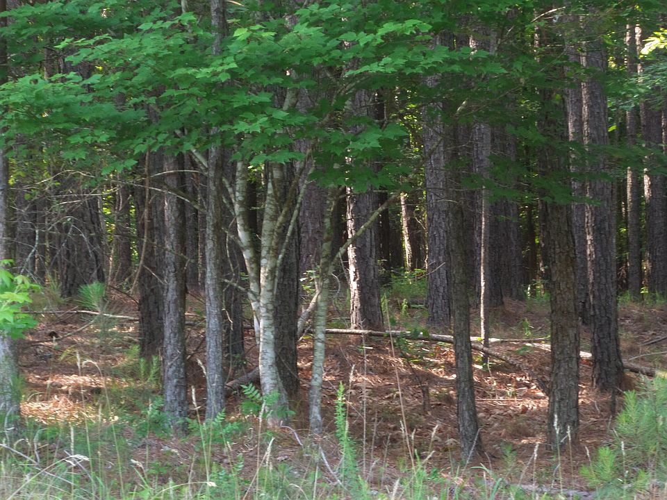 2nd image of 1199 Pine Shores Cove Cove