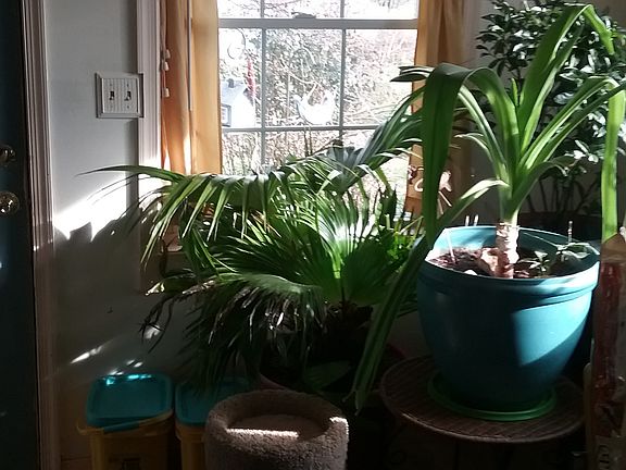 Front Kitchen window