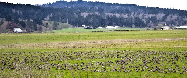 If you look very carefully, you'll see thousands of Aleutian Geese taking a rest-stop in our fields, as we are right along the Pacific Flyway. In Fall and Winter, the back half of the property becomes a refuge for diverse variety of migratory birds.