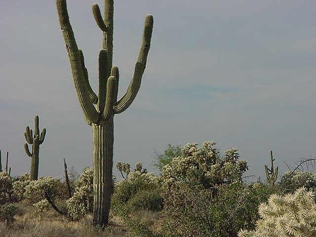 2nd image of 0 W Cactus Forest Road #0