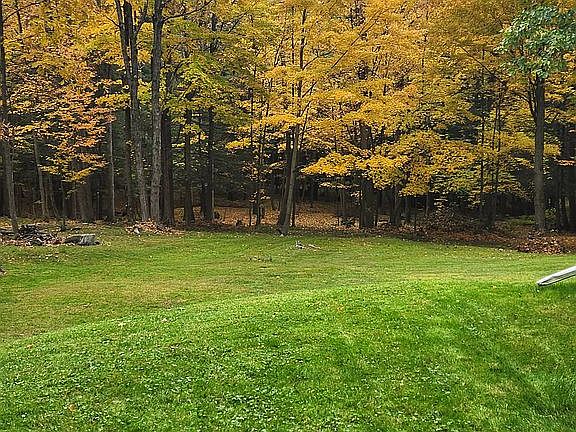 Cleaned and manicured woods