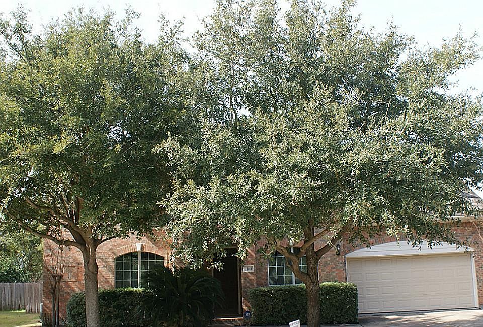 Mature front yard Oaks!