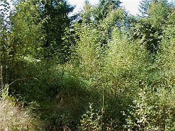 1st image of 26400 SE 172nd St