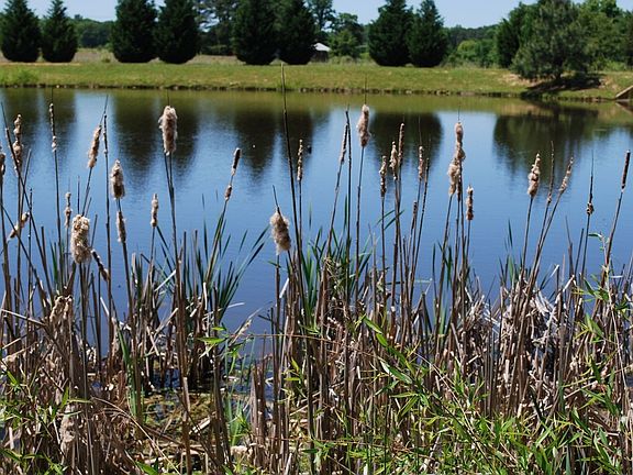 View of pond from rear
