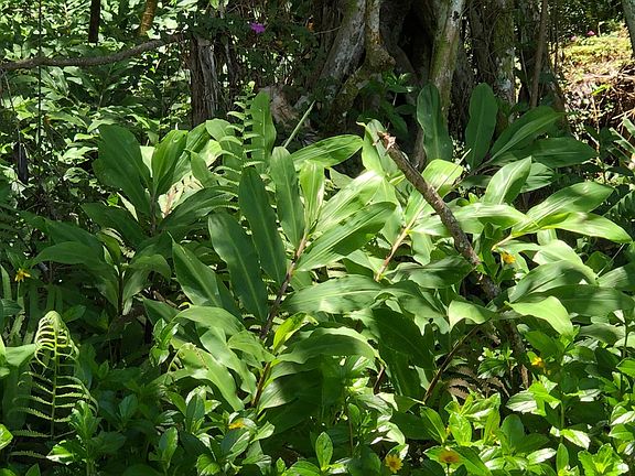 3rd image of Puni Lani Loop S Lot 1723
