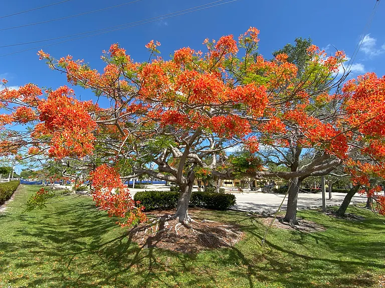 flowering tree