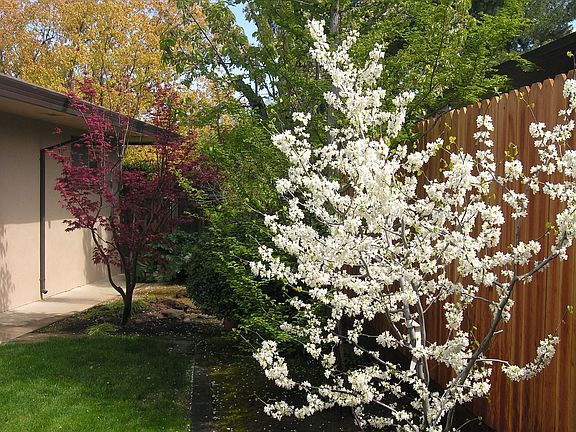 Along the back fence