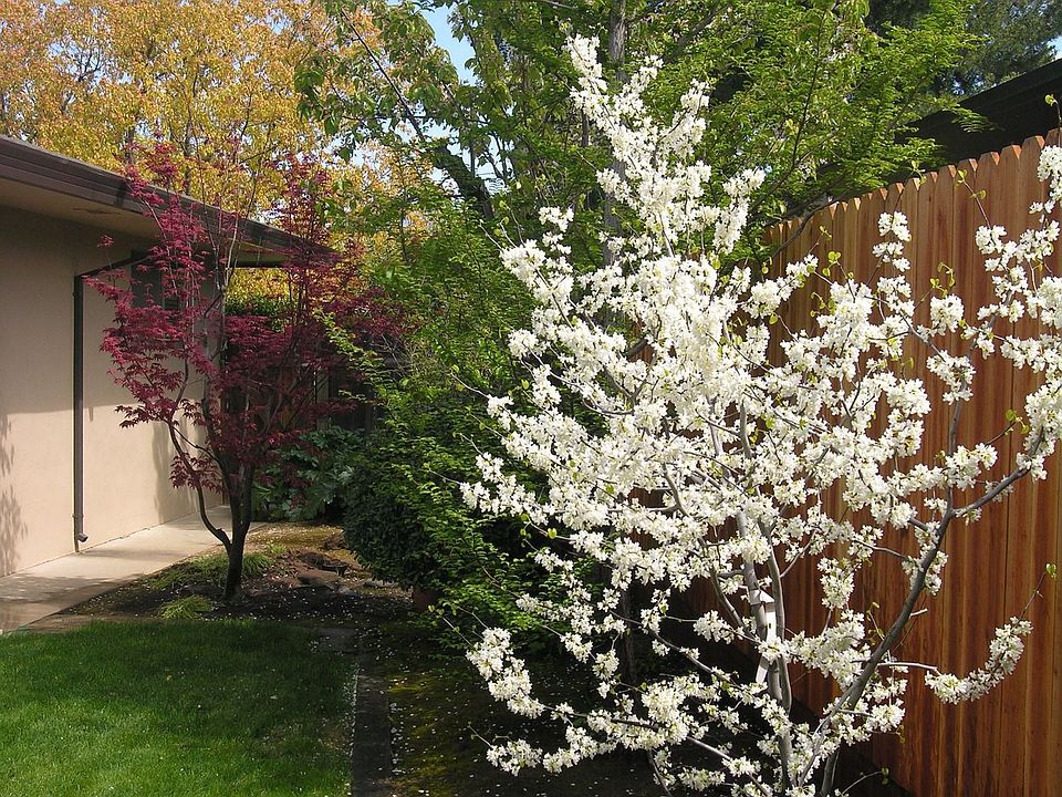 Along the back fence