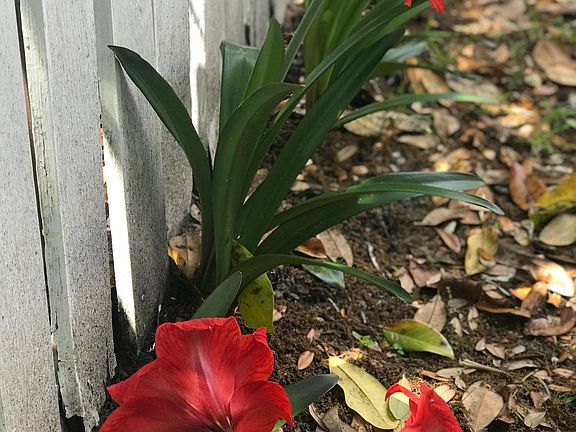 Flowering bulbs along side fence in back yard.