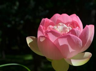 700 W Bridgetowne Ct, Dunlap, IL 61525