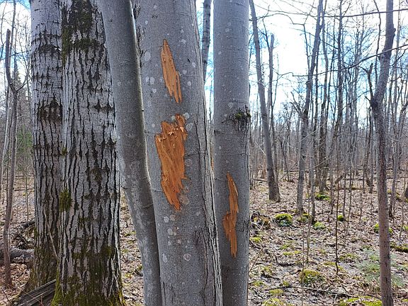 3rd image of Plank Rd