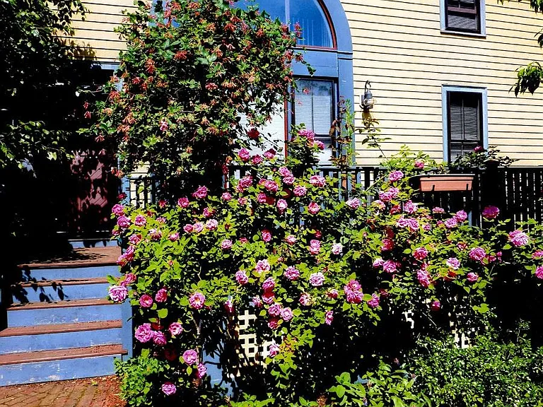LUSH FRONT GARDENS