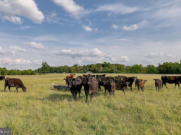 Cattle in one Pasture