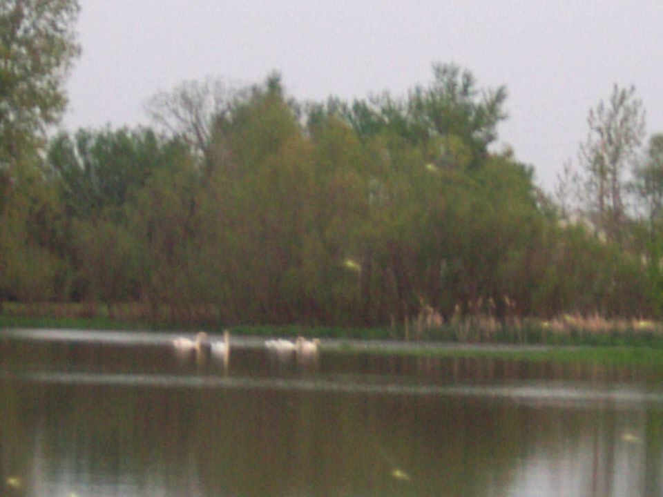 swans in the wetlands
