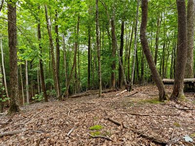 203 Sourwood Lane, Banner Elk, NC, 28604