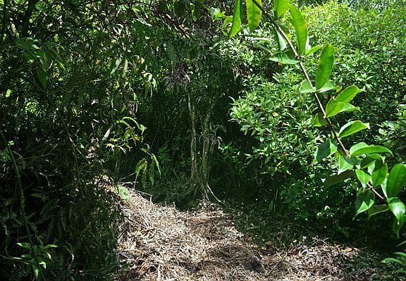 4th image of N Kaupili St