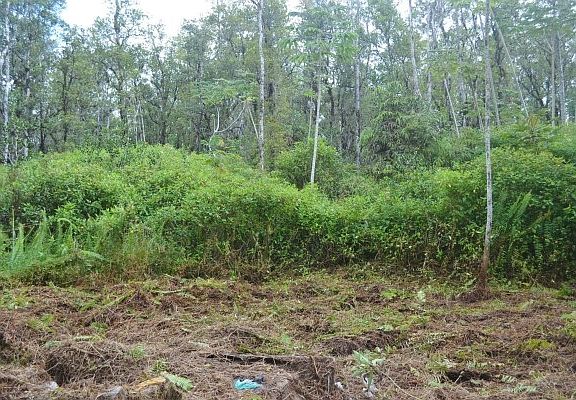 5th image of Road 9 Koloa Maoli Lot 5486