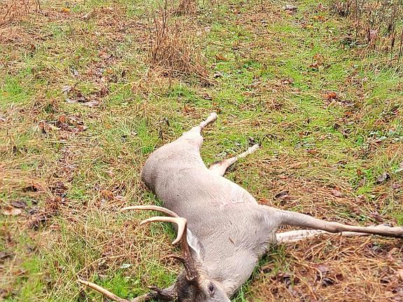 5th image of 3264 Martin Hollow Rd