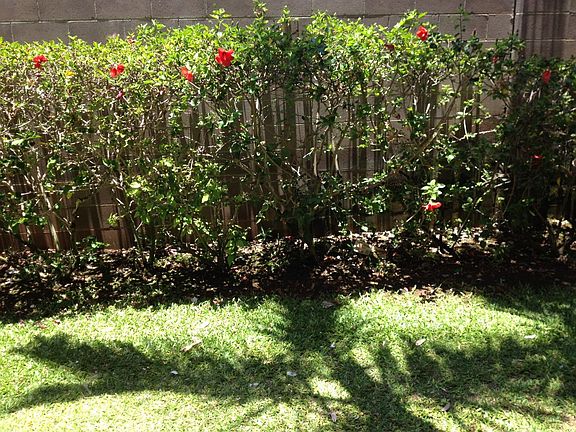 garden view