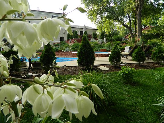 back-yard