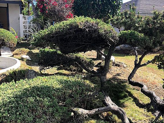 Front garden