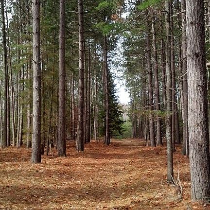 Beautiful stands of trees.