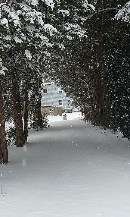 Cedar lined drive