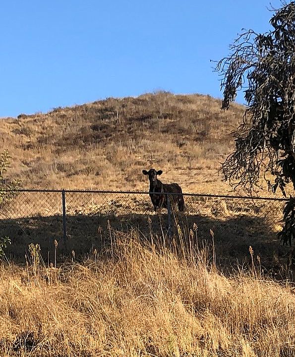 7798 Wheeler Canyon Rd, Santa Paula, CA 93060 Zillow