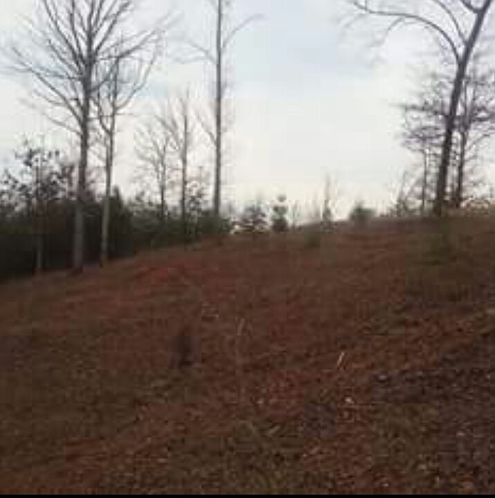 1st image of 24 Spirit Bear Ln