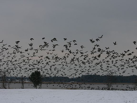 Snow geese flying over 