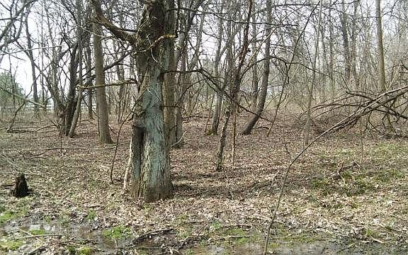 3rd image of 299 Candlewood Dr #299