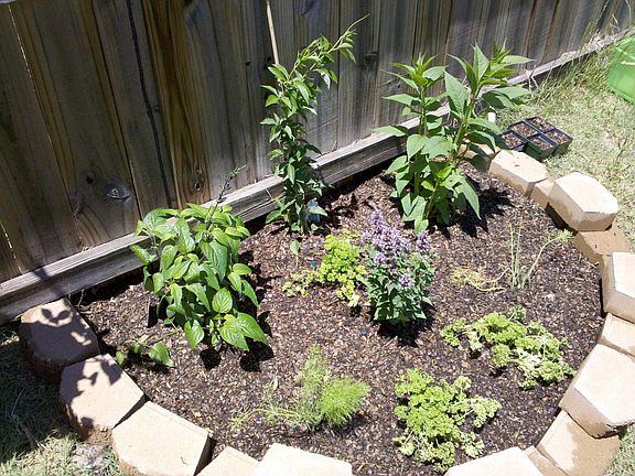 Garden in back yard