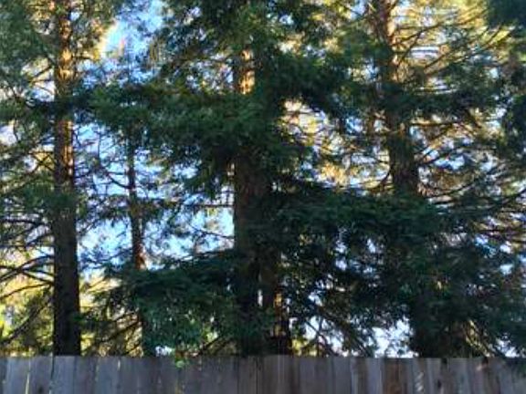 Backyard Redwoods
