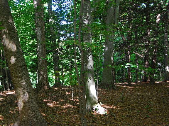 4th image of LOT 39 Beech Dr
