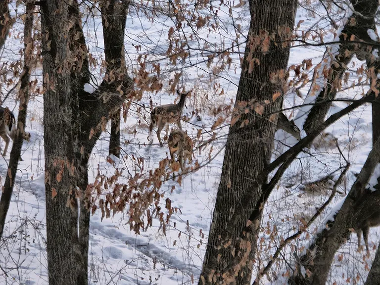 wildlife frequent visitors