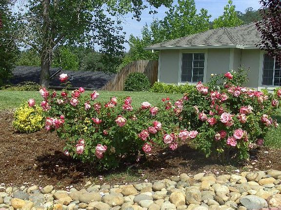 Roses line the Driveway