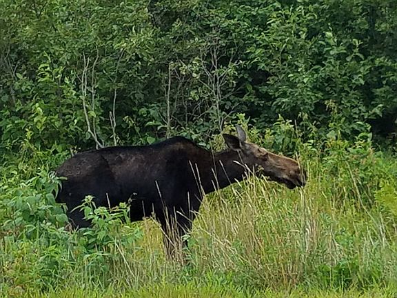 Phantom Moose - See Him?