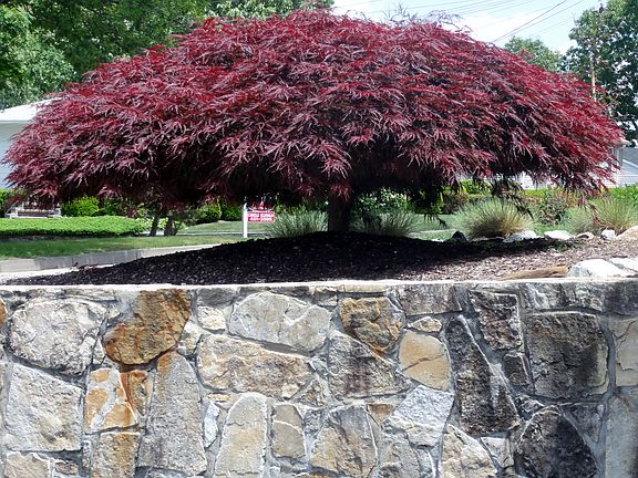 Dwarf Japanese CutLeaf Maple