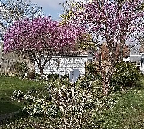 Redbuds and daffodils in bac