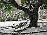 Tree Swing in Front