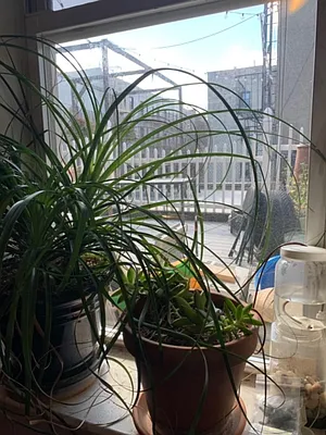 Rented by Compass | media 18