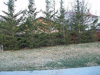 Mature Landscaping