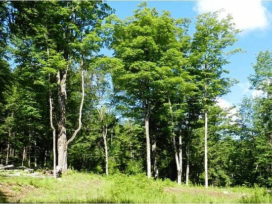 Beautifully wooded lot